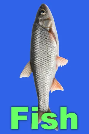 Fish